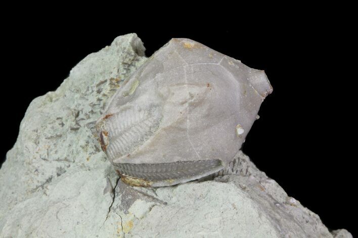 Blastoid (Pentremites) Fossil - Illinois #68947